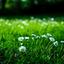 park farm daisies