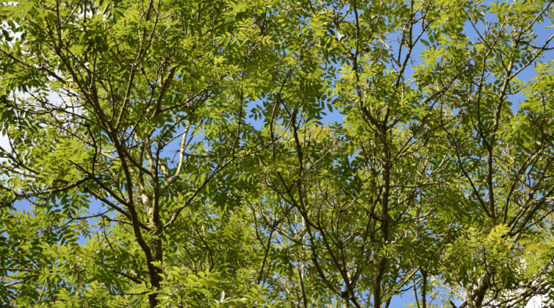 Photo of ash trees in canopy of Wytham Woods, taken from ground level.