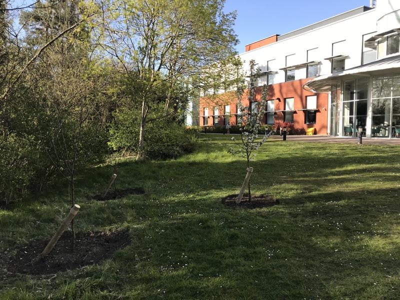 Three young fruit trees planted on green space outside of Wellcome Centre for Human Genetics