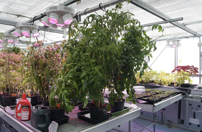 Photo of plants inside a greenhouse with heat lighting above