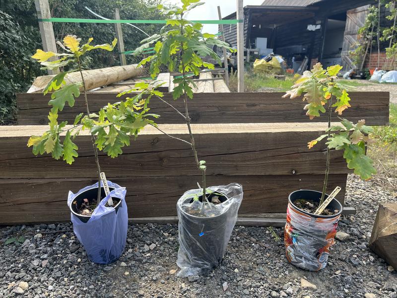 bear wood seedlings