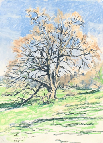 Painting of a large tree by John Blandy