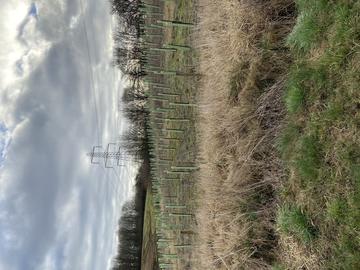 Field of new trees on the Wytham Estate