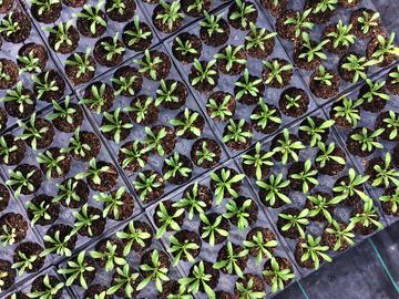Aerial photo of multiple trays of bedding plants