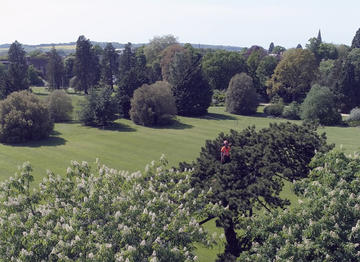 Image of Arborist working within tree